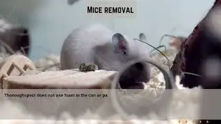 Mouse Exclusion Service &ndash; Thoroughspect LLC