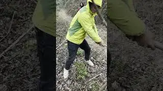 Cutting trees isn't just for axes! A sickle can do it too!