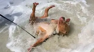 When Your Dog&rsquo;s First Surprise with the Ocean 😂 Funny Dogs and Water