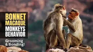 Bonnet Macaque Monkeys Behavior!
