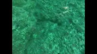 Toadfish death rolls a Loinfish