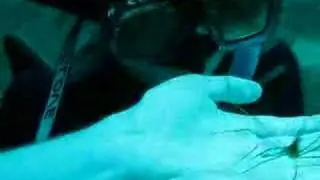 Spiderfish, spiderfish, radioactive spiderfish!