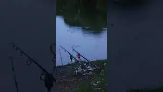 Screaming carp run. #carpfishing #carp