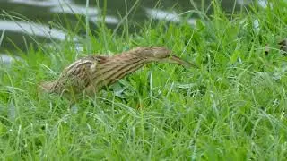 Yellow Bittern 黄苇鳽 Gelam Kuning_ Scientific Name: Botaurus sinensis_ 07 Dec 2025_ Singapore_ 6.19pm