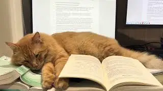 Мистер Варежка дрожит на моём столе 😎🐱 | Пытаюсь работать с расслабленным котом