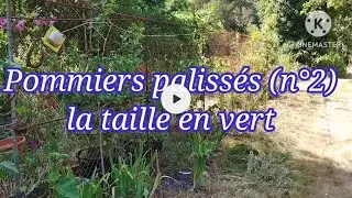 Pommiers palissés (n°2) la taille en vert