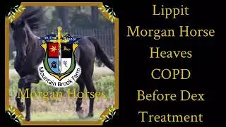 Heaves/COPD in 17 yr old Horse