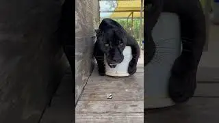 Angry Black Panther