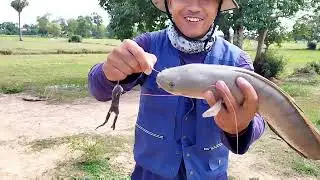 Aggressive big strick of white snake head fish ! Amazing bite ! catch and cook !