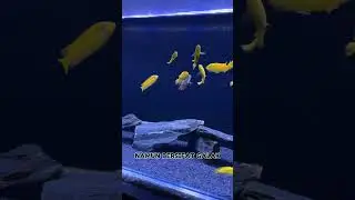 Ikan lemon si kuning dari afrika #africancichlids #cichlid #ikanlemon