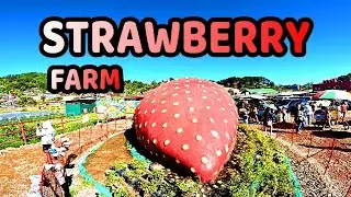 BSU STRAWBERRY FARM OF LA TRINIDAD BENGUET #VerVillanueva