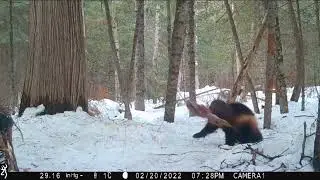 Wolverine In South Eastern Manitoba
