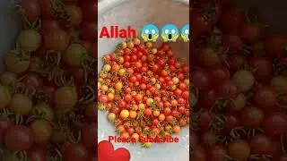 Teri rehmaton ka dariya #petlover #shorts #viralvideo  #petchicken