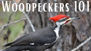 Woodpeckers 101