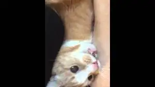 Edgar the cat has a small seizure