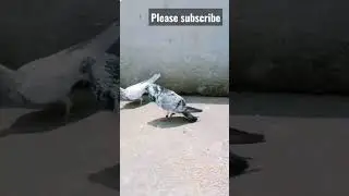 #piganlovers #nkpigeons #pigeonslovers 👿👿😡😡😍😎