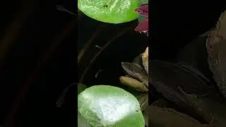 New pet fish!
