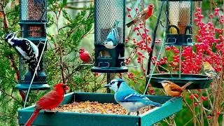 🔴LIVE Winter Cottage Bird Feeder: Cardinals, Woodpeckers, Snow Birds, Juncos, Sleep, Cat TV