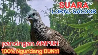 99% JAMIN NYAUT! Kutut Alam Datang Bertubi-tubi, Kung Istimewa Bikin Rame Sekitarmu,
