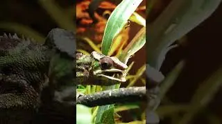 Chameleon, so alien like ￼but beautiful