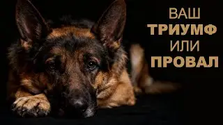 Немецкая овчарка: Кому подходит, а кому нет? Все о породе и воспитании