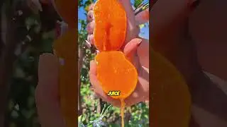 Секрет китайского апельсинового сока