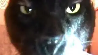 Talking Kitty Cat with captions tiktok compilation