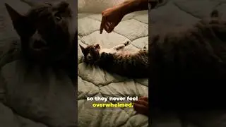Cat Socialization Tips: Helping Your Cat Feel Comfortable Around People and Other Animals #shorts