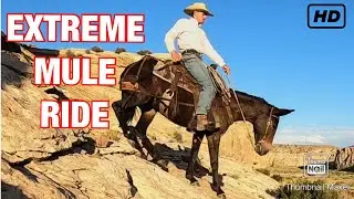MULE RIDING LIKE YOU HAVE NEVER SEEN!