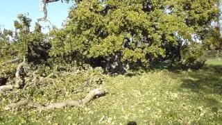 Cowdray Oak that nearly killed me - Eikartr&eacute; -  St&oacute;ra eikin sem f&eacute;ll &iacute; rokinu og kastalinn