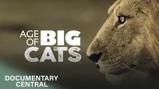 Эволюция кошек | Эпоха больших кошек | Эпизод 1 | Documentary Central