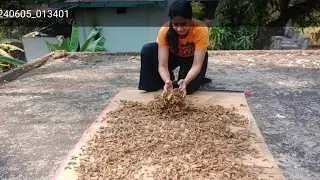 From Root to Spice: Making Turmeric Powder at Home (Safe for Tiny Helpers!)
