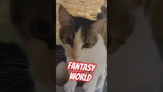 Fantasy world #talkingcat #cat #fypシ゚viral