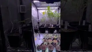 The Next 9 plants for 🌺 #Cannabis #Strains #Tests #Stress #Breeding #pollinating