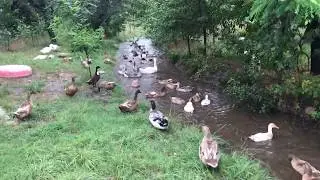S3 – Duck Chronicles 23 - Full Swales for the Ducks and Me