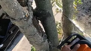 Useless tree. Melinjo tree cutting.