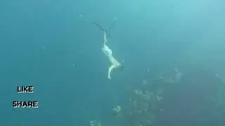 Watching group of jack fish with my guest at skeleton ship wreck 