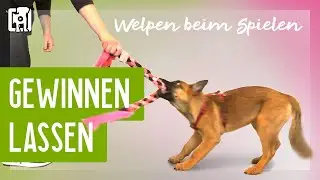 Welpe beim Spielen gewinnen lassen [Ja/Nein?]