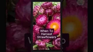 Harvest strawflower at the right time. Growing everlasting flowers #flowerfarmer #driedflowers