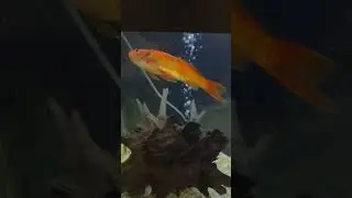 Мне пришлось сделать своей рыбе сердечно-лёгочную реанимацию!