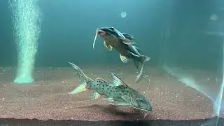 Synodontis Longirostris