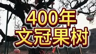 平泉市柳条沟，暗藏一株400年的文冠果树，这株古树到底是怎么来的？为什么能在一个小山沟里存活这么多年？实地探秘#古树#文冠果#探秘#平泉#凌源