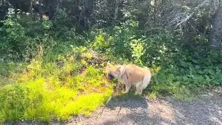 July 27/2025 hike St-Simon-de-Rimouski￼