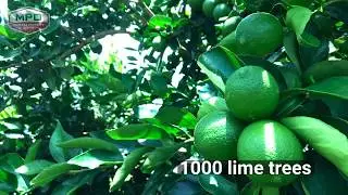 Mareeba Property Office I Bright Farming Future