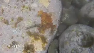 アズキウミウシ　2019年6月5日