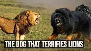 Tibetan Mastiff: The Fierce Lion Dog of the Himalayas