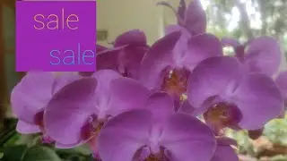 Aglonima,calathiya&Other plants for sale con:9746866044.