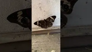 Common Buckeye Butterfly