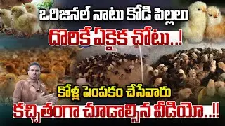 ఒరిజినల్ నాటు కోడి పిల్లలు  దొరికే ఏకైక చోటు | Chicken farmers Must watch video | Rythanna Nestam
