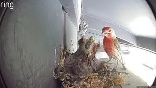 House Finch Chick Raising - Day 26 - More Eating!